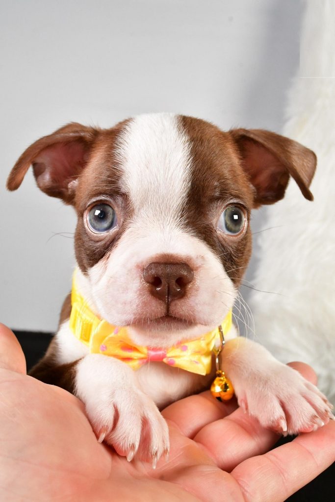 Boston Terrier - Harley