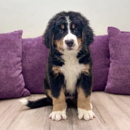 Brooklyn - Female Bernese Mountain Dog puppy
