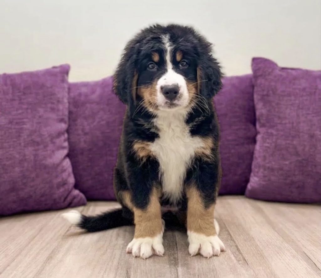 Brooklyn - Female Bernese Mountain Dog puppy