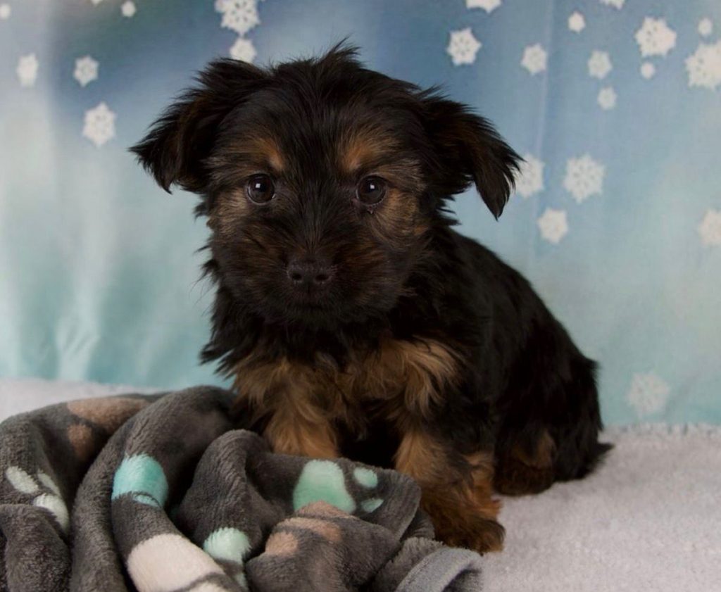 Yorkshire Terrier - Sylvia