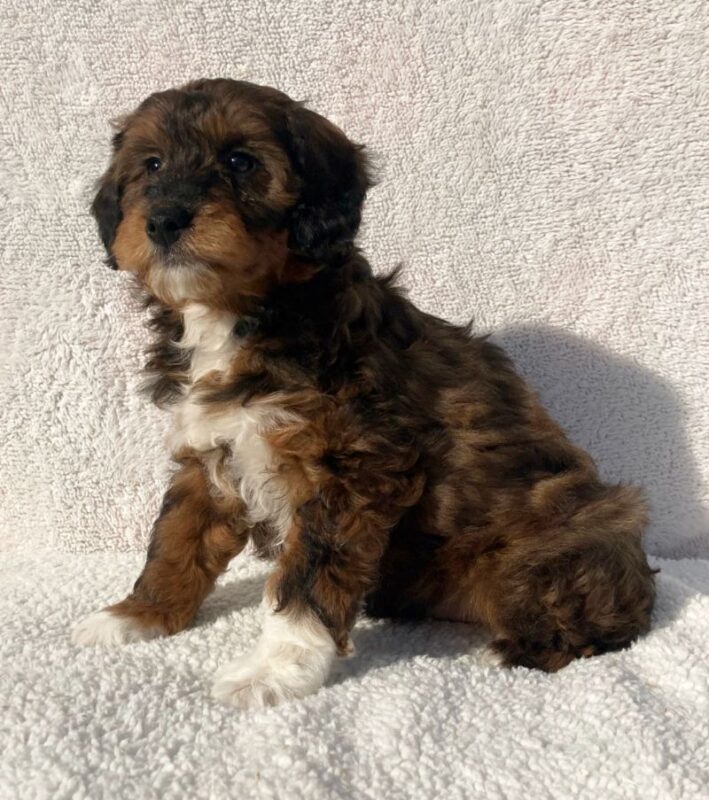 Mini Aussiedoodle puppyguyz