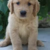 femalegoldenretrieverpuppy 2c8aeb29 b94f 4221 bcb6 d4a912d65e3e 1024x1024