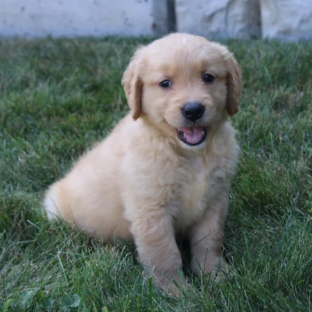 goldenretriever 13ae1d65 292e 4995 9de9 d4fb54e38c39 1024x1024