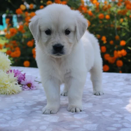 goldenretrieverpuppy 36778ae6 0e52 472e 88cb 23ceb9c9a6f3 1024x1024 1