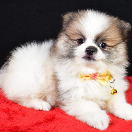 puppy