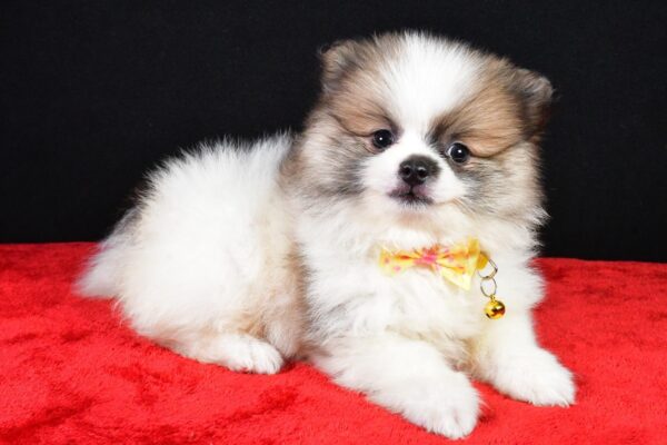 A silky terrier running with great joy puppy