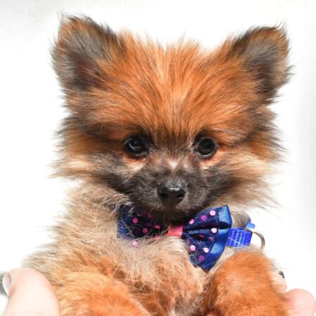 puppy2