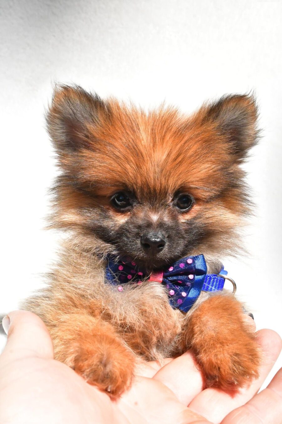 puppy2