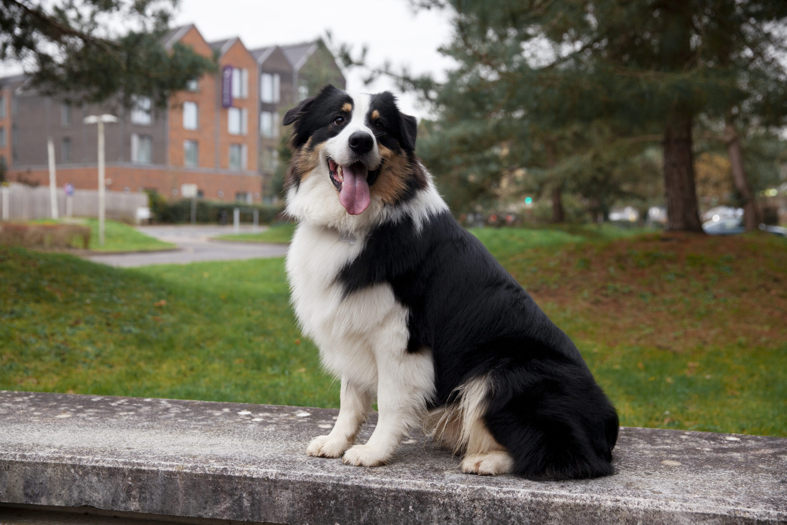 australian shepherd dog in colorado