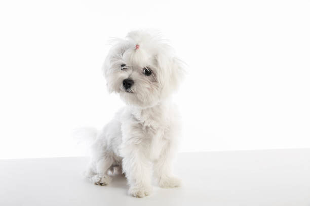 Maltichon puppy also Bichon Maltese doggy on white background
