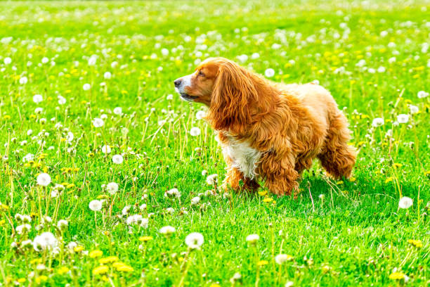 Pet enjoying the beginning of springtime