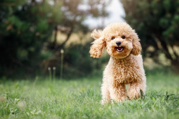 istockphoto 1403454705 612x612 (1)
