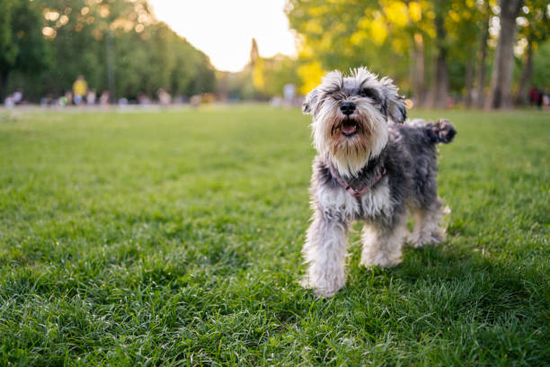 Miniature Schnauzer in public park