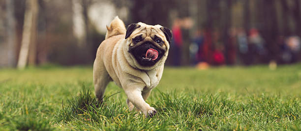 pug dog