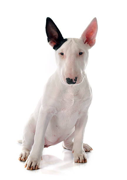 puppy bull terrier in front of white background