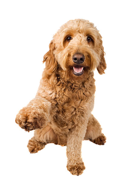 istockphoto 92374799 612x612