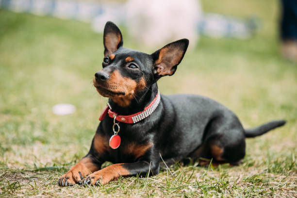 Black Miniature Pinscher Zwergpinscher, Min Pin Sitting On Green Grass.