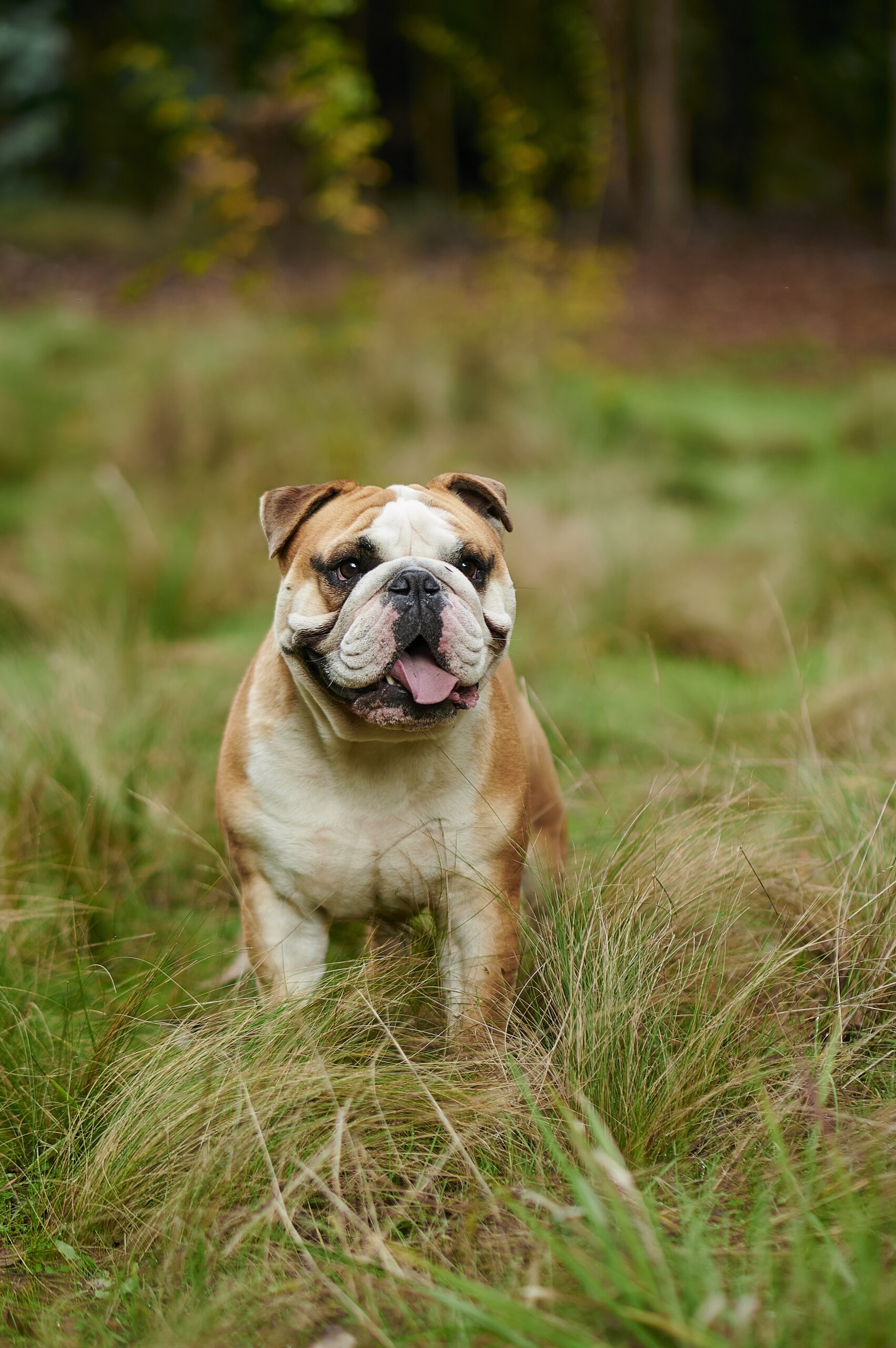 Vertical picture of English Bulldogge in the field
