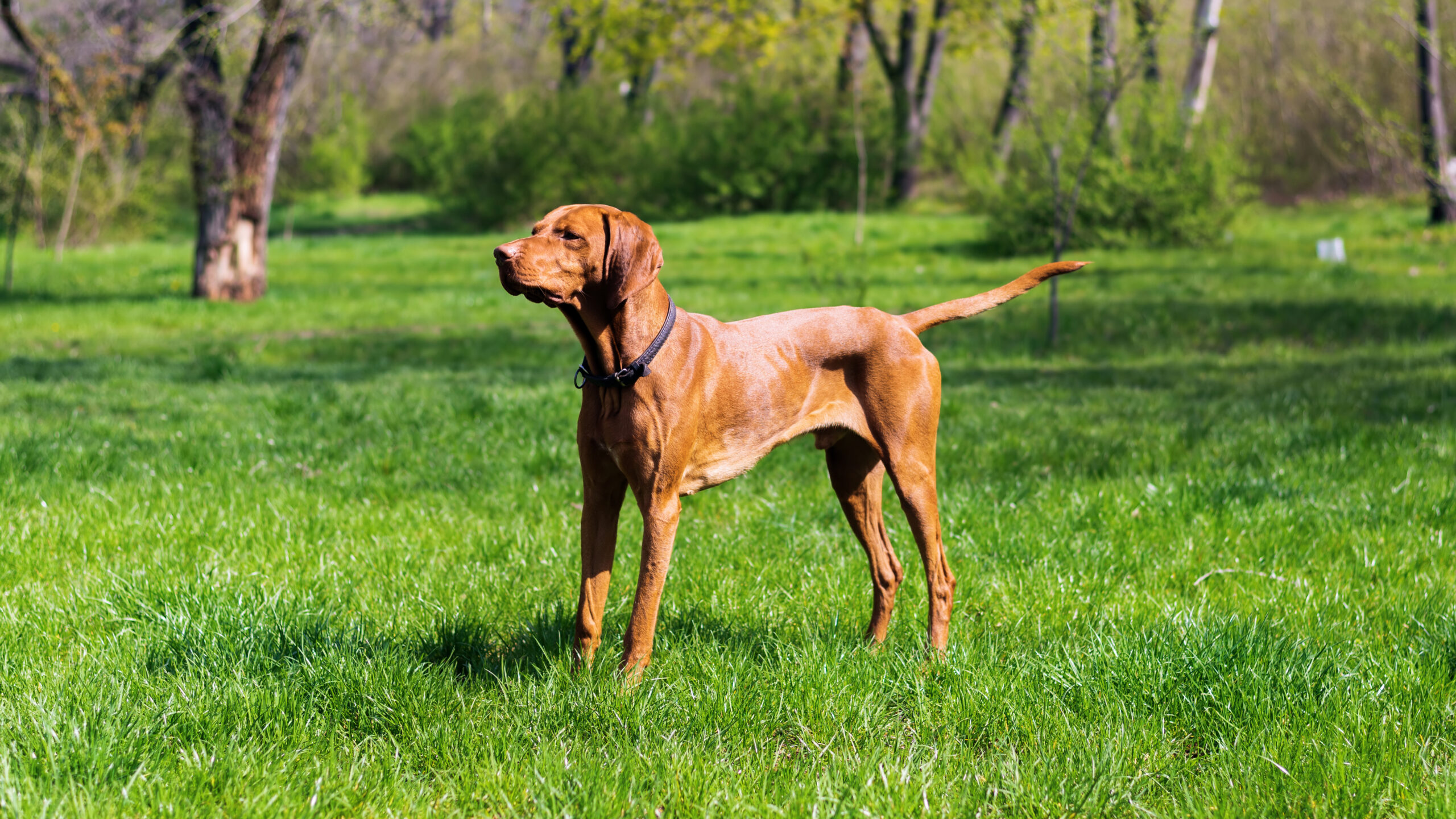 View of a Vizsla in the nature