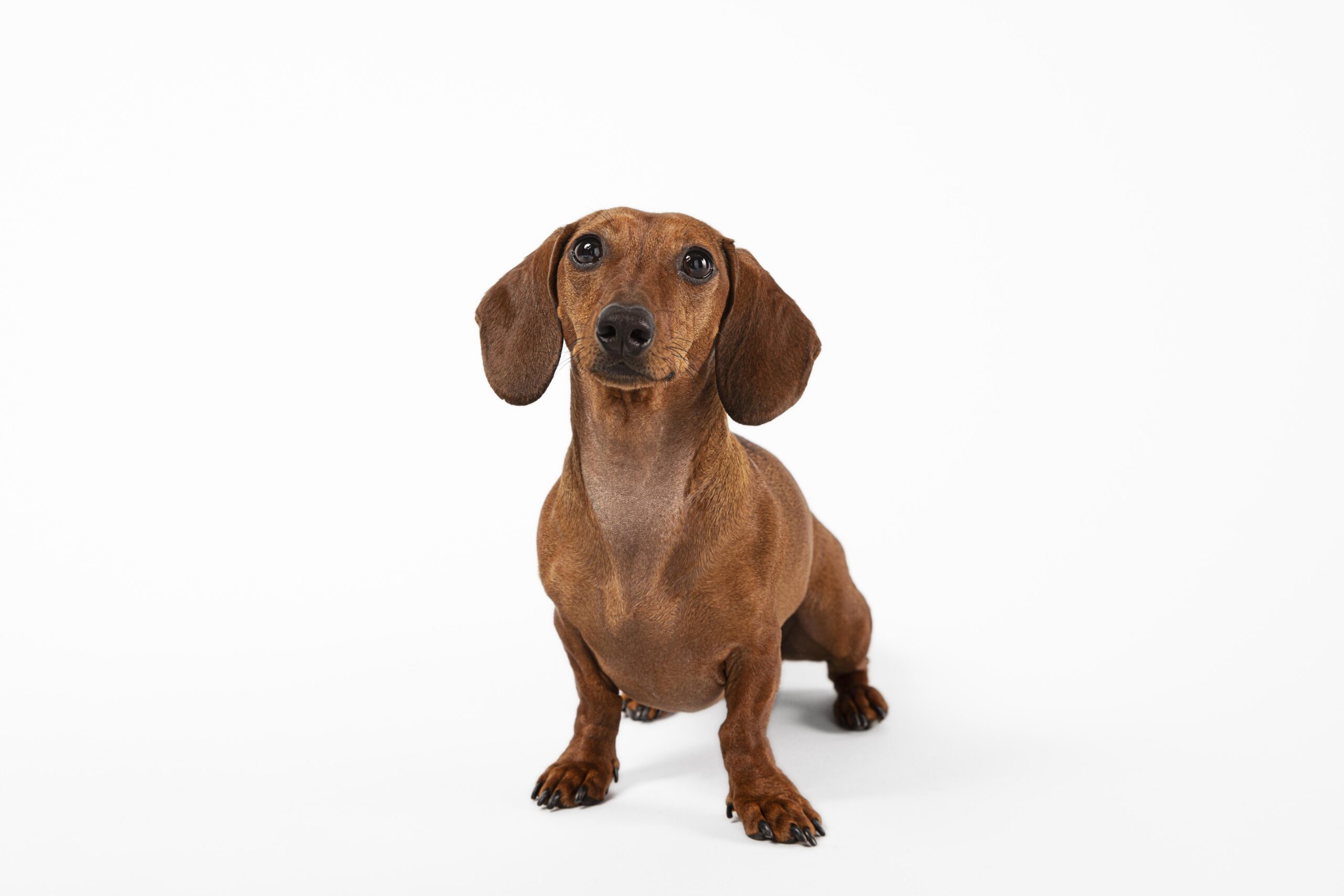 adorable dog looking up studio (1)