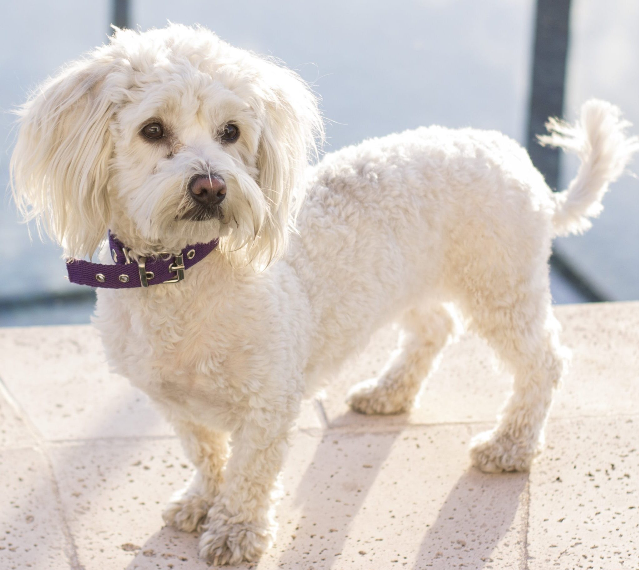 Shot of a cute, adorable groomed white poodle dog with a purple collar