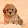 Beth Female toy poodle