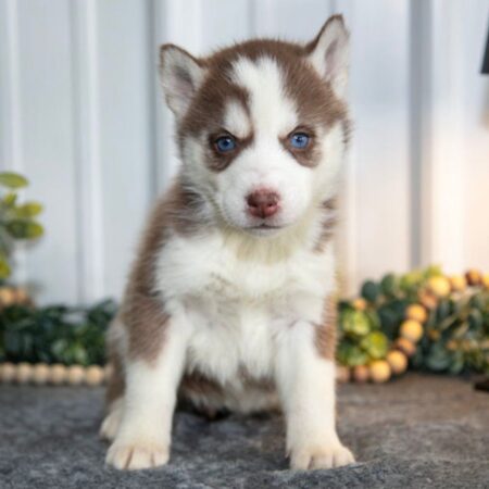 Betty Siberian Husky Female