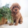 Billy Male Toy Poodle
