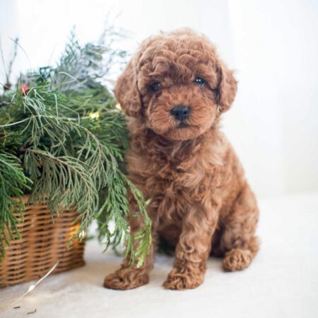 Billy Male Toy Poodle