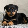 Charlie male Rottweiler