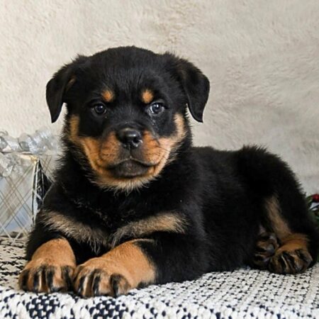 Charlie male Rottweiler