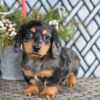 Charlotte Female Mini Dachsund