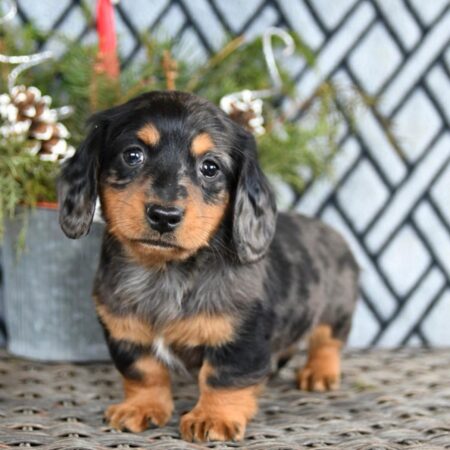 Charlotte Female Mini Dachsund