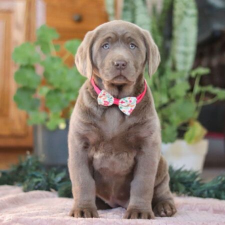 Daisy female Labrador Retriever