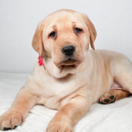 Denny male Labrador Retriever