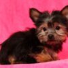 Hannah Female Yorkshire Terrier