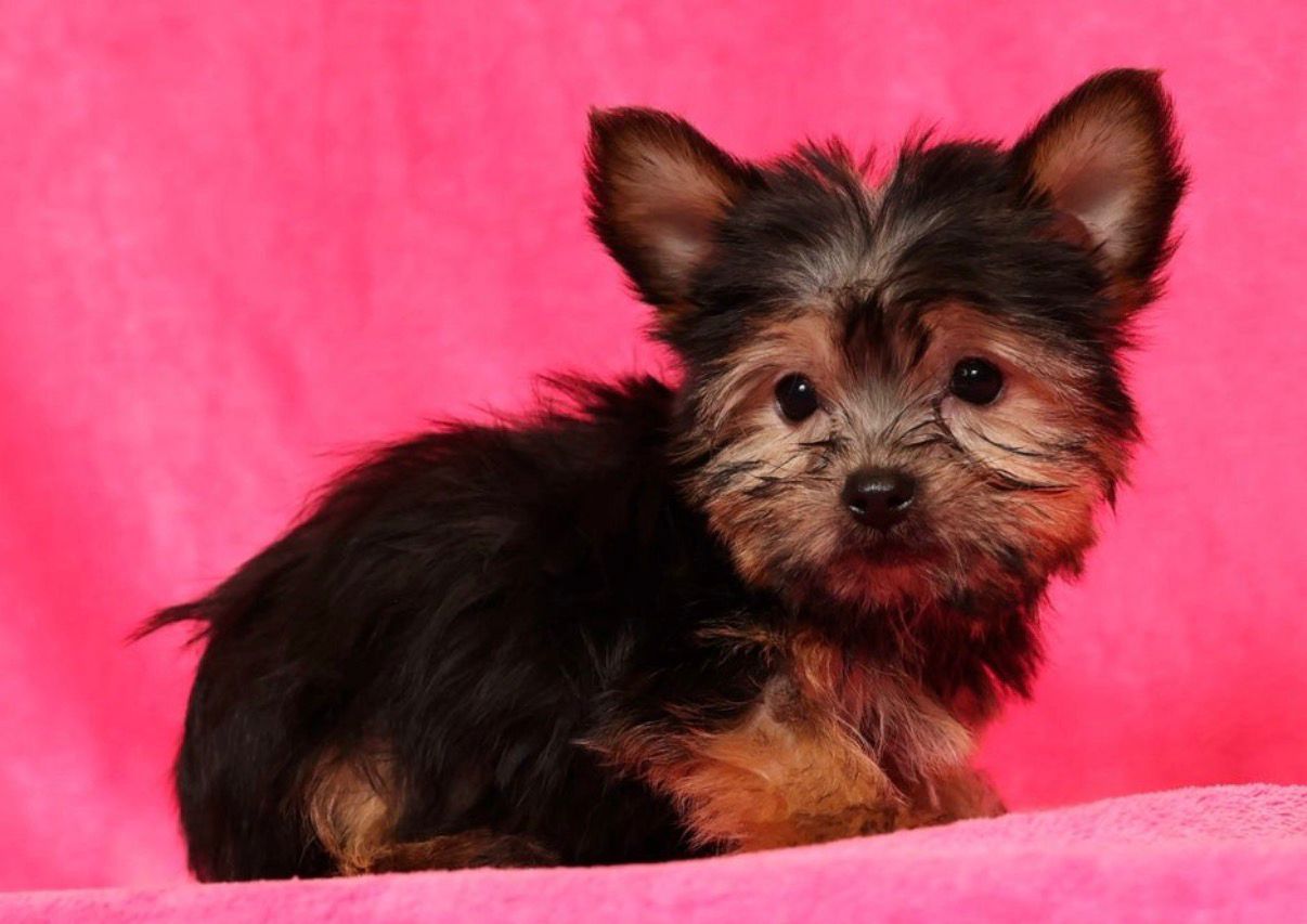 Hannah Female Yorkshire Terrier Hannah Female Yorkshire Terrier