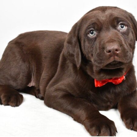 Harry male Labrador Retriever