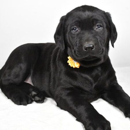 Isabella female Labrador Retriever