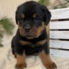 King male Rottweiler
