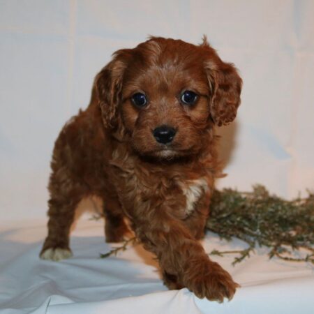 Lemon Female Cavapoo