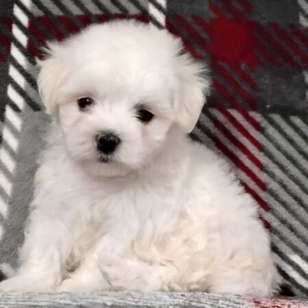 Millie female Maltese