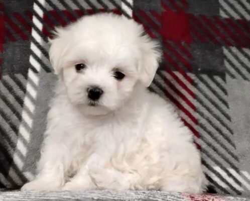 A silky terrier running with great joy Millie female Maltese