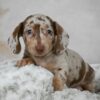 Ophelia Mini Dachsund Female $3350 plus tax