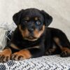 Ophelia female Rottweile