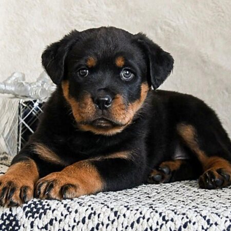 Ophelia female Rottweile