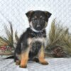 Rory Male German Shepherd