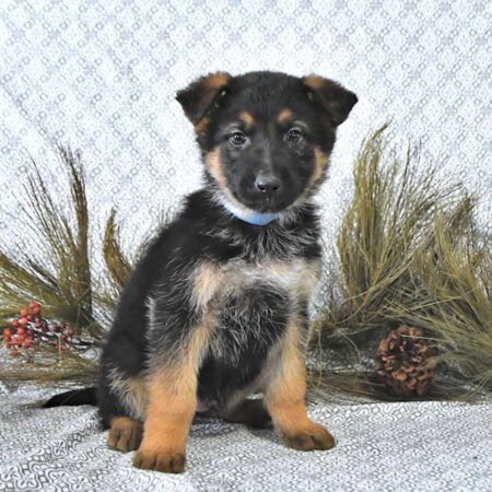 Rory Male German Shepherd