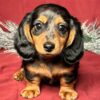 Roscoe Male Mini Dachsund