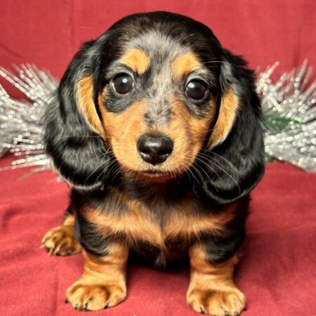 Roscoe Male Mini Dachsund